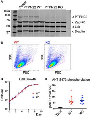 Crispr/Cas Mediated Deletion of PTPN22 in Jurkat T Cells Enhances TCR Signaling and Production of IL-2